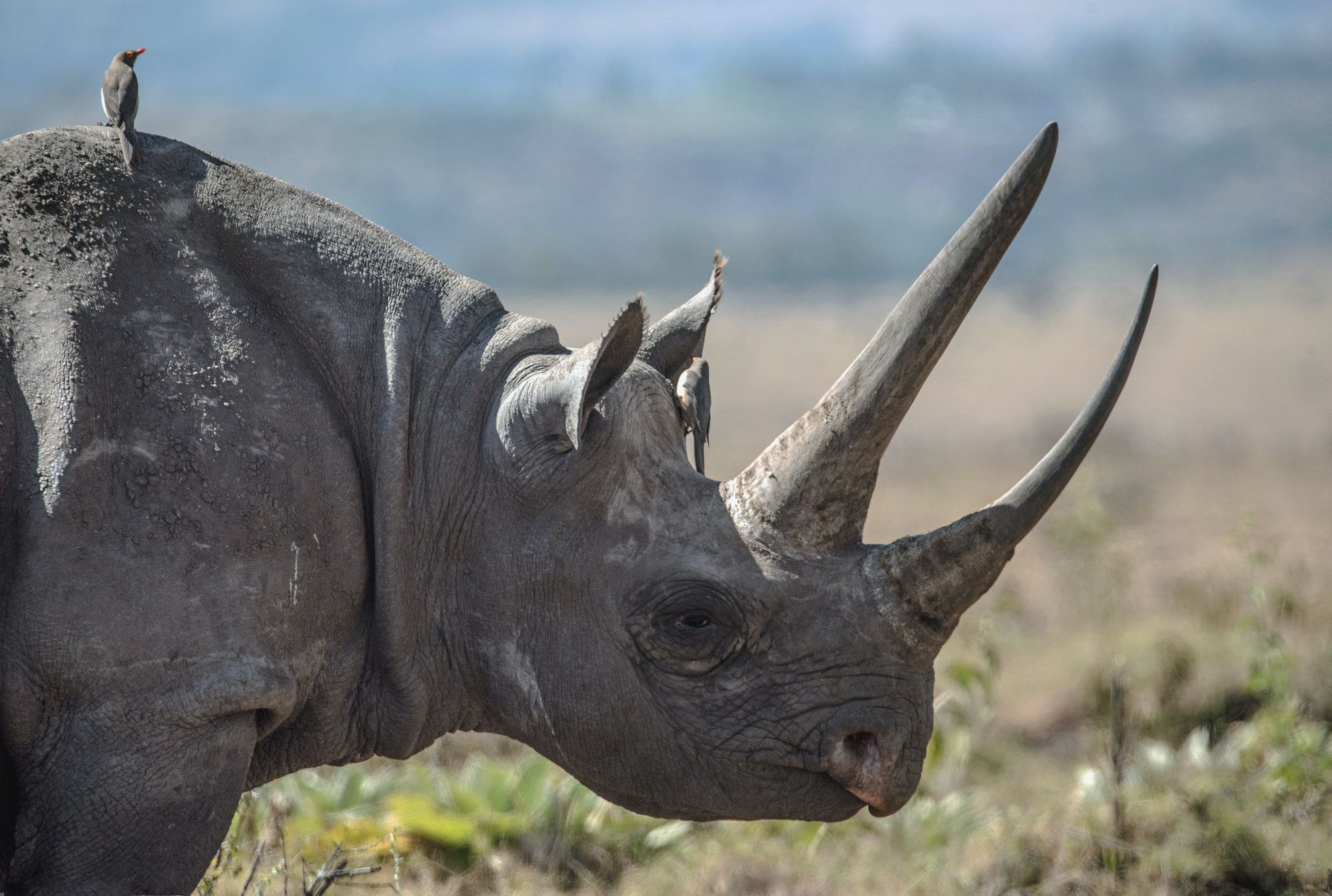Photograph of a rhinoceros in profile with a bird on its head and a bird on its back.